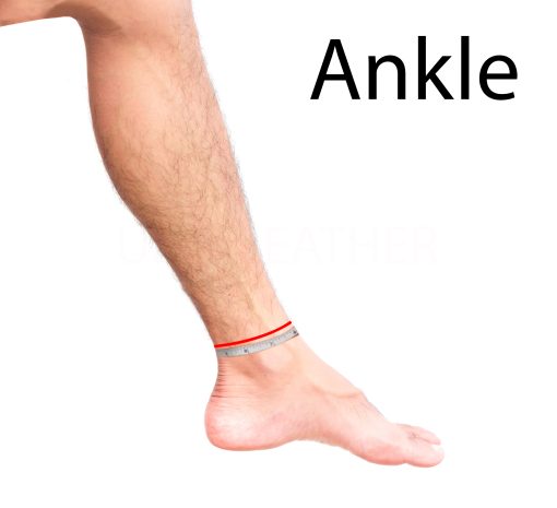 Ankle